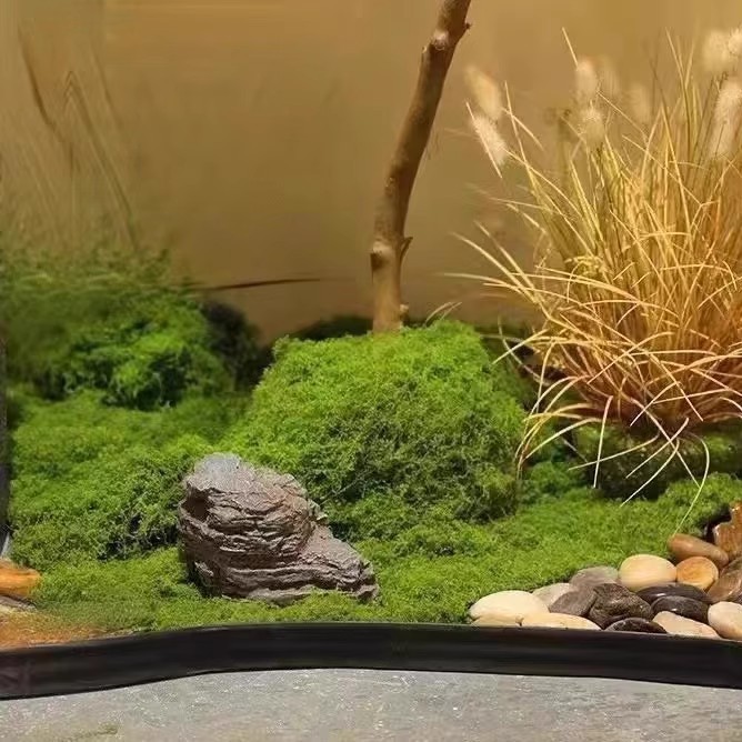 200g Mech Wiecznego Życia DIY  – Bonsai Garden Ideas recenzja i cena